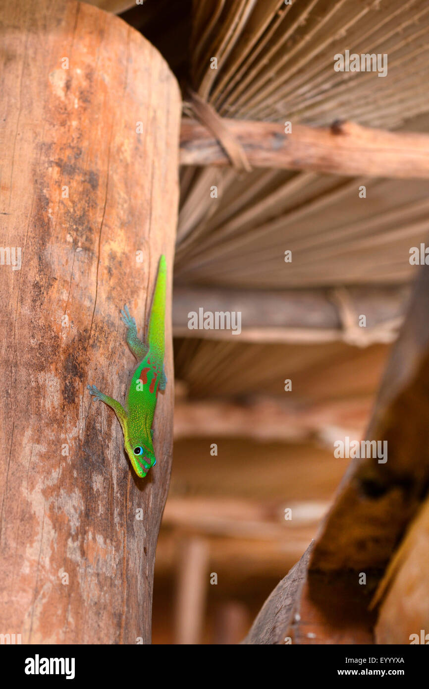 Gold Dust day gecko (Phelsuma laticauda), à un poste en bois dans l'Ankarana Lodge , Madagascar, le Parc National d'Ankarana Banque D'Images