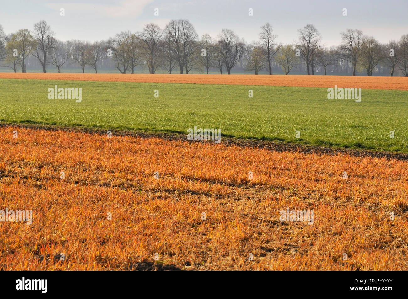 Les champs traités avec des herbicides au printemps, l'Allemagne, Rhénanie du Nord-Westphalie Banque D'Images
