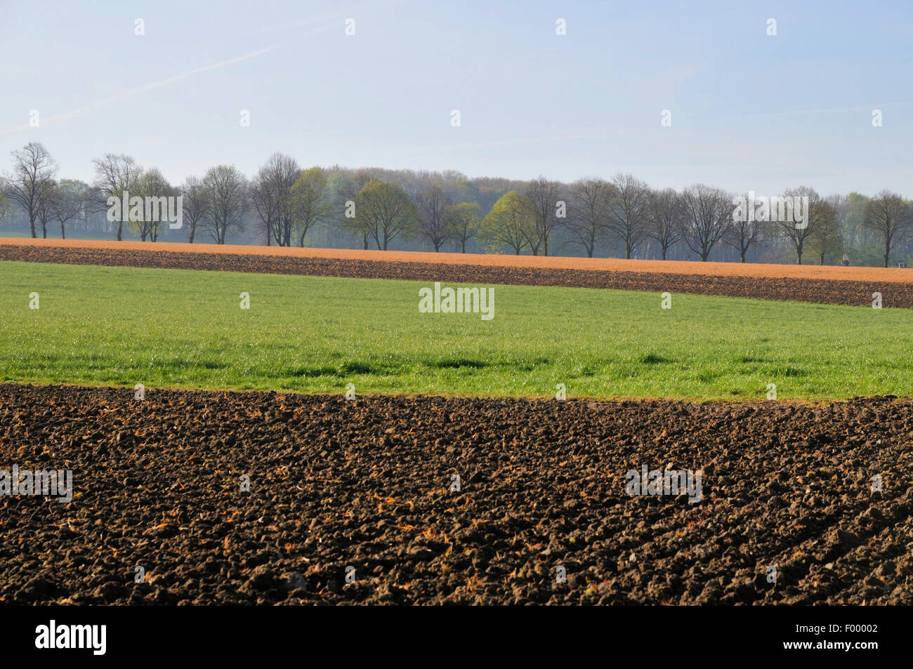Labourée champs traités avec des herbicides au printemps, l'Allemagne, Rhénanie du Nord-Westphalie Banque D'Images