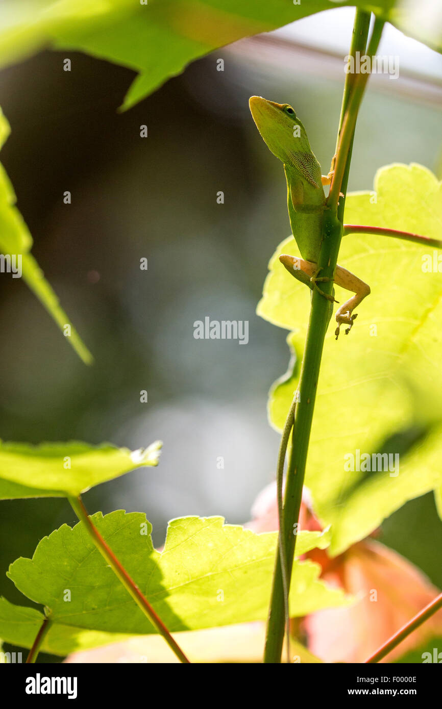 Anole vert (Anolis carolinensis), est assis sur une branche et se cache pour proie, USA, Floride Banque D'Images