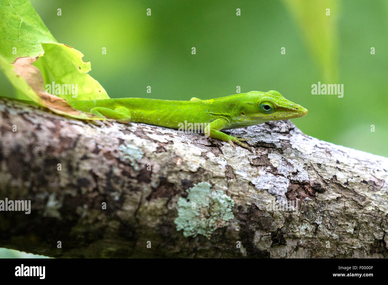 Anole vert (Anolis carolinensis), est assis sur une branche et se cache pour proie, USA, Floride Banque D'Images