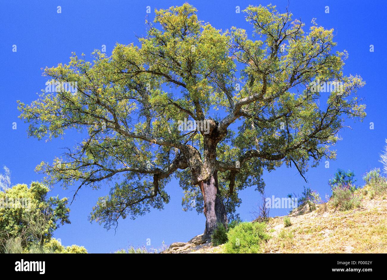 Chêne-liège (Quercus suber) Banque D'Images