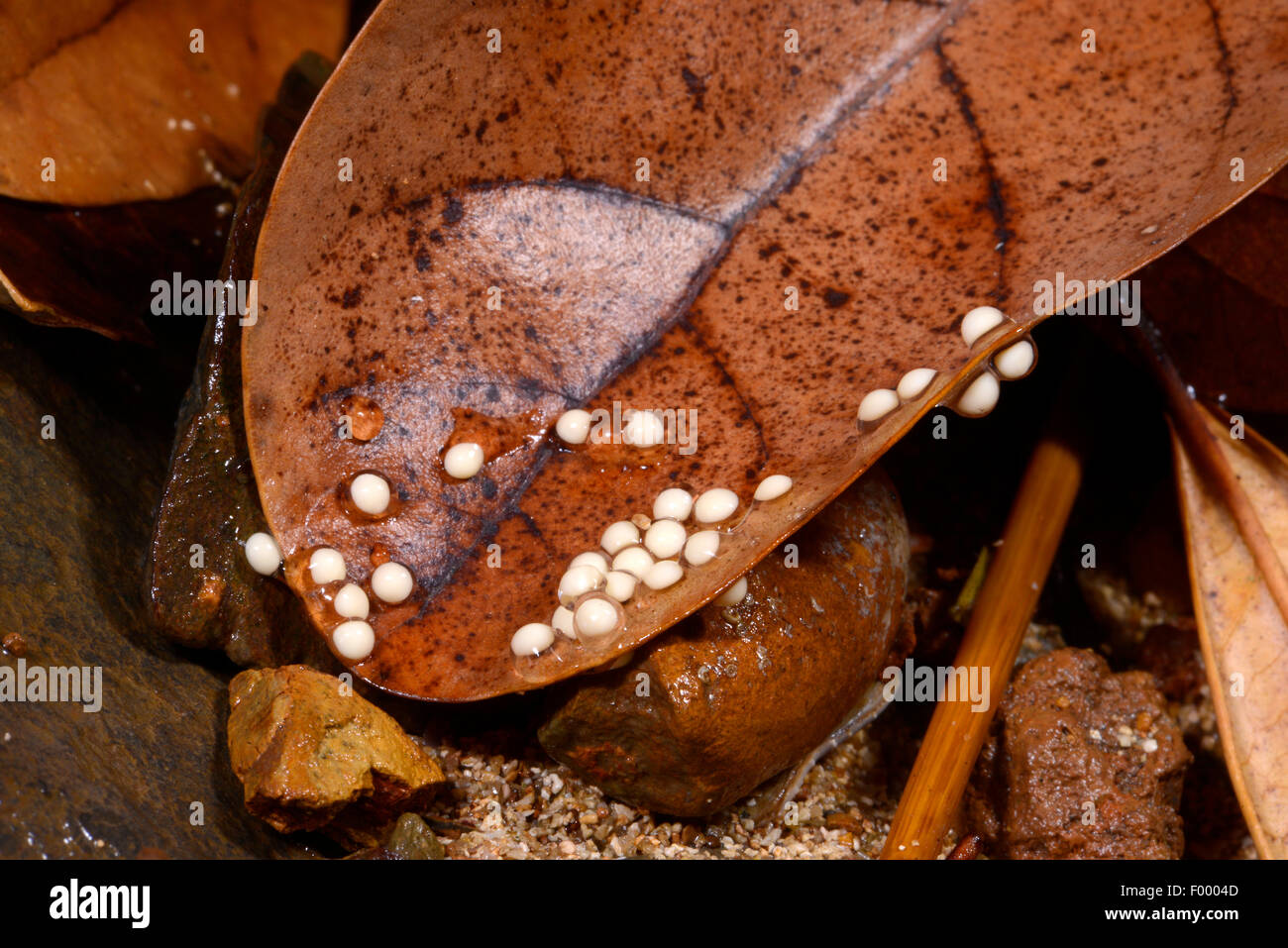 Golden Frog Betsileo, Bronze Mantella, Brown Mantella (Mantella betsileo), œufs sur une feuille, Madagascar, Nosy Be, Lokobe Reserva Banque D'Images