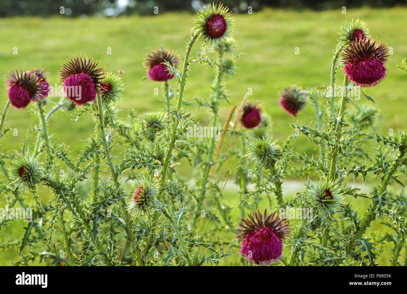 Le musc chardon, chardon penché (Carduus nutans), blooming, Allemagne Banque D'Images