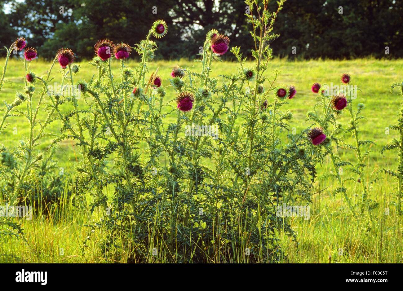 Le musc chardon, chardon penché (Carduus nutans), blooming, Allemagne Banque D'Images