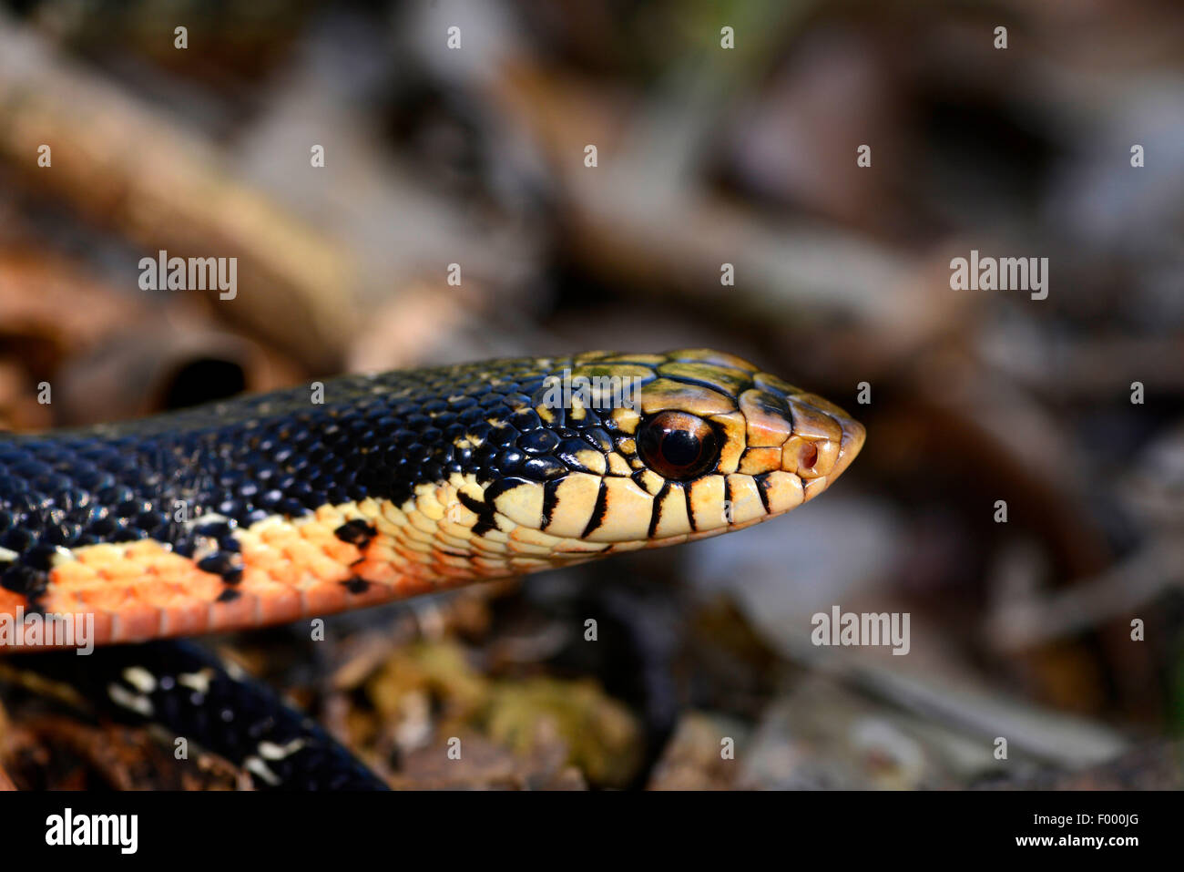 Madagascar Menarana, serpent à groin malgaches géant géant malgache, serpent à groin (Leioheterodon madagascariensis), portrait, Madagascar, Nosy Be, Lokobe Reserva Banque D'Images