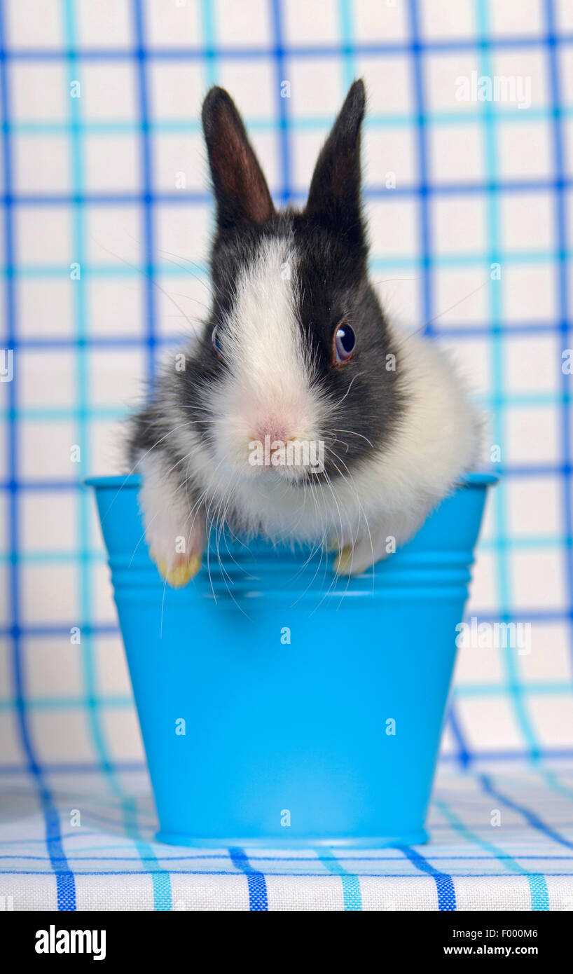 Netherland Dwarf Oryctolagus Cuniculus F Domestica Noir Et Blanc Bebe Lapin Nain Dans Un Petit Seau Bleu Photo Stock Alamy