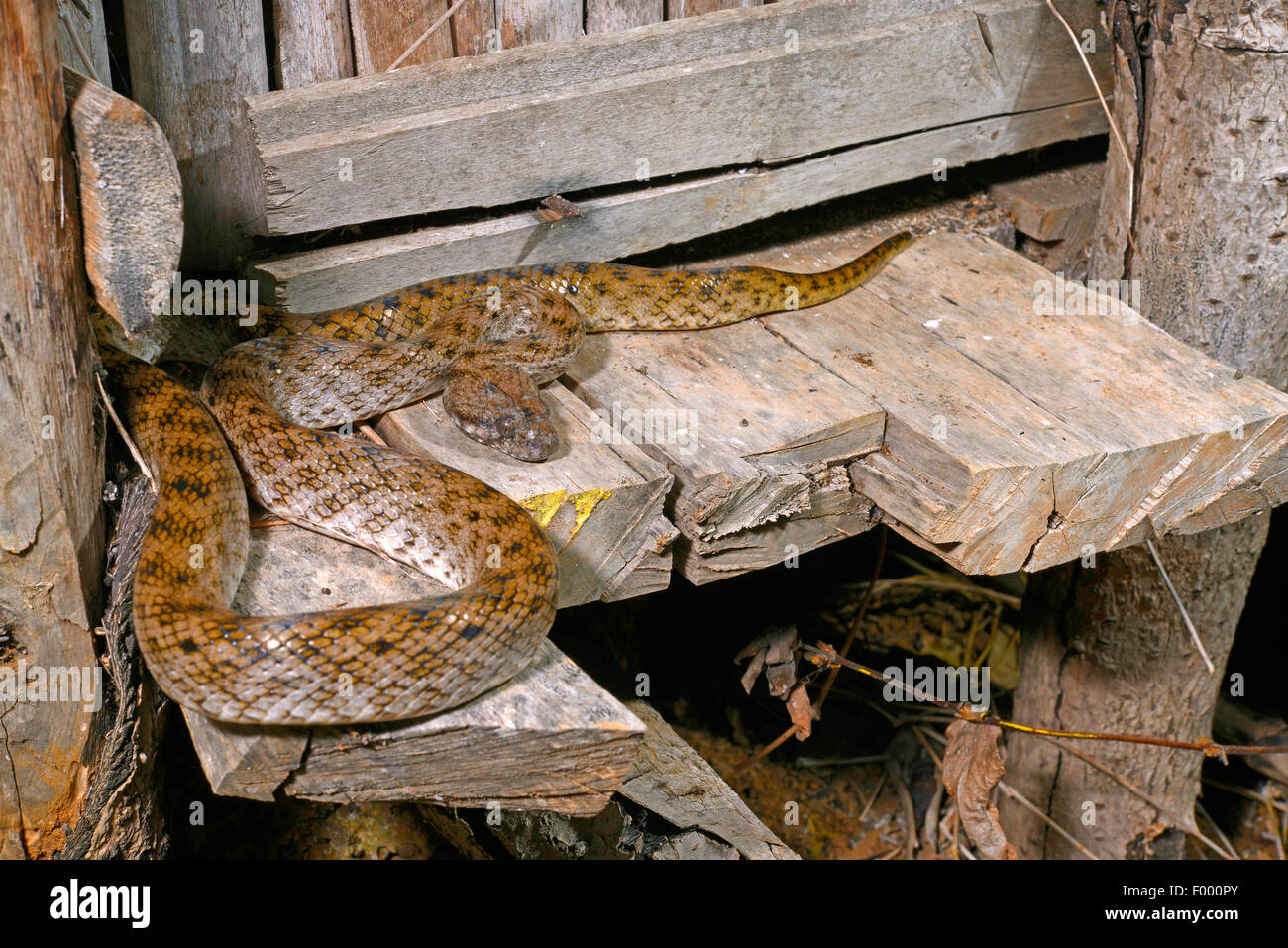 Madagascar cat eyed snake (Madagascarophis colubrinus), en face d'un hangar en bois, Madagascar, Nosy Faly, Isla Faly Banque D'Images