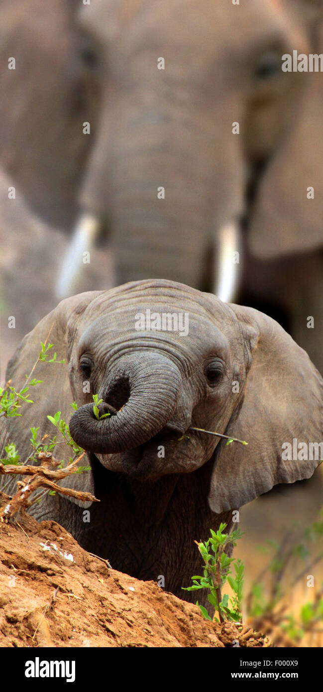 L'éléphant africain (Loxodonta africana), bébé éléphant donne sur une petite colline, l'Afrique Banque D'Images