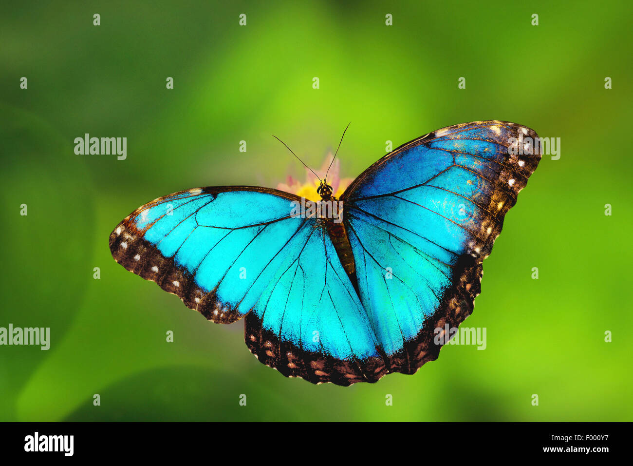 Morpho peleides morpho (bleu), assis sur une fleur Banque D'Images