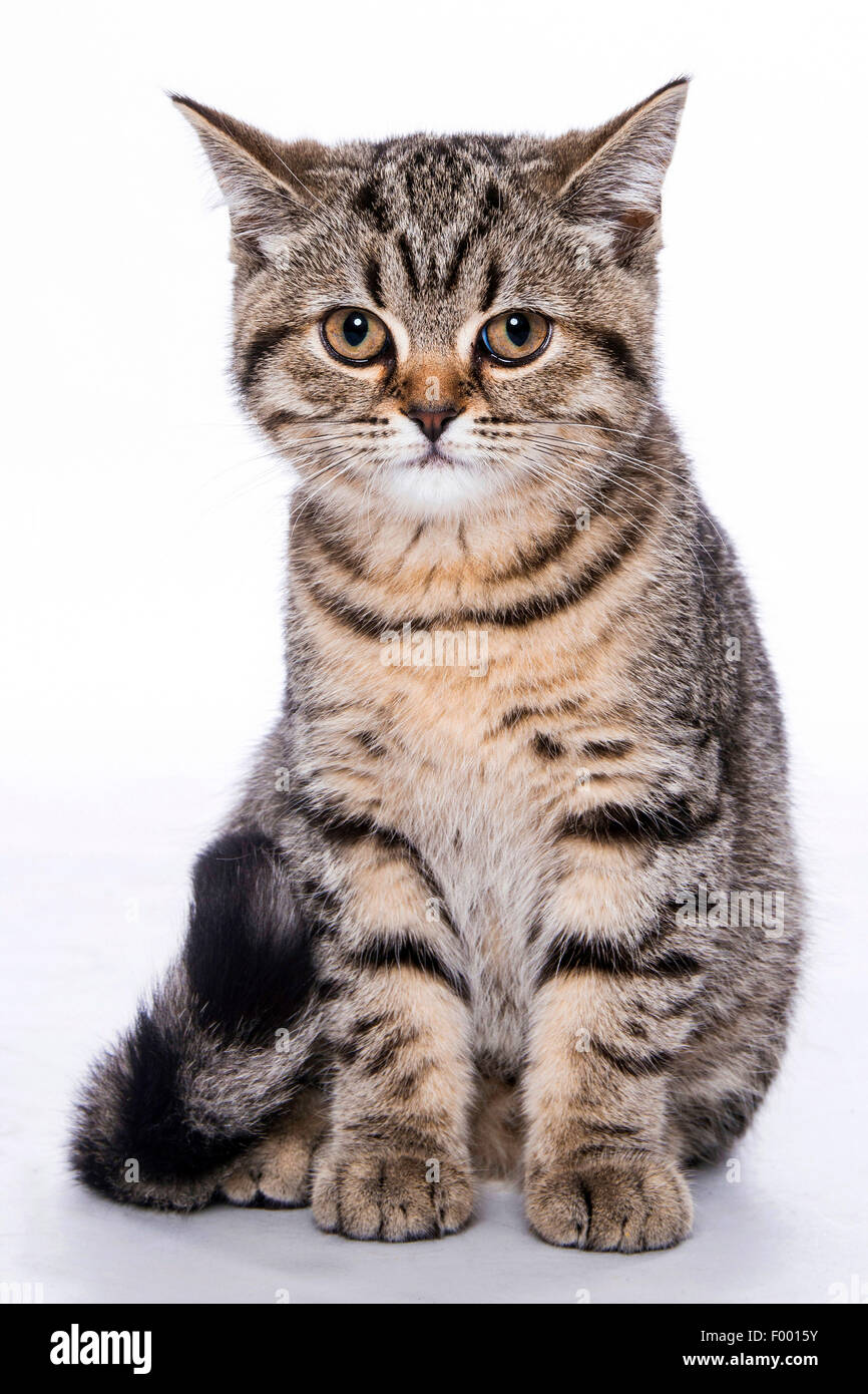 British Shorthair (Felis silvestris catus) f., assis à rayures peu chaton, portrait en pied Banque D'Images
