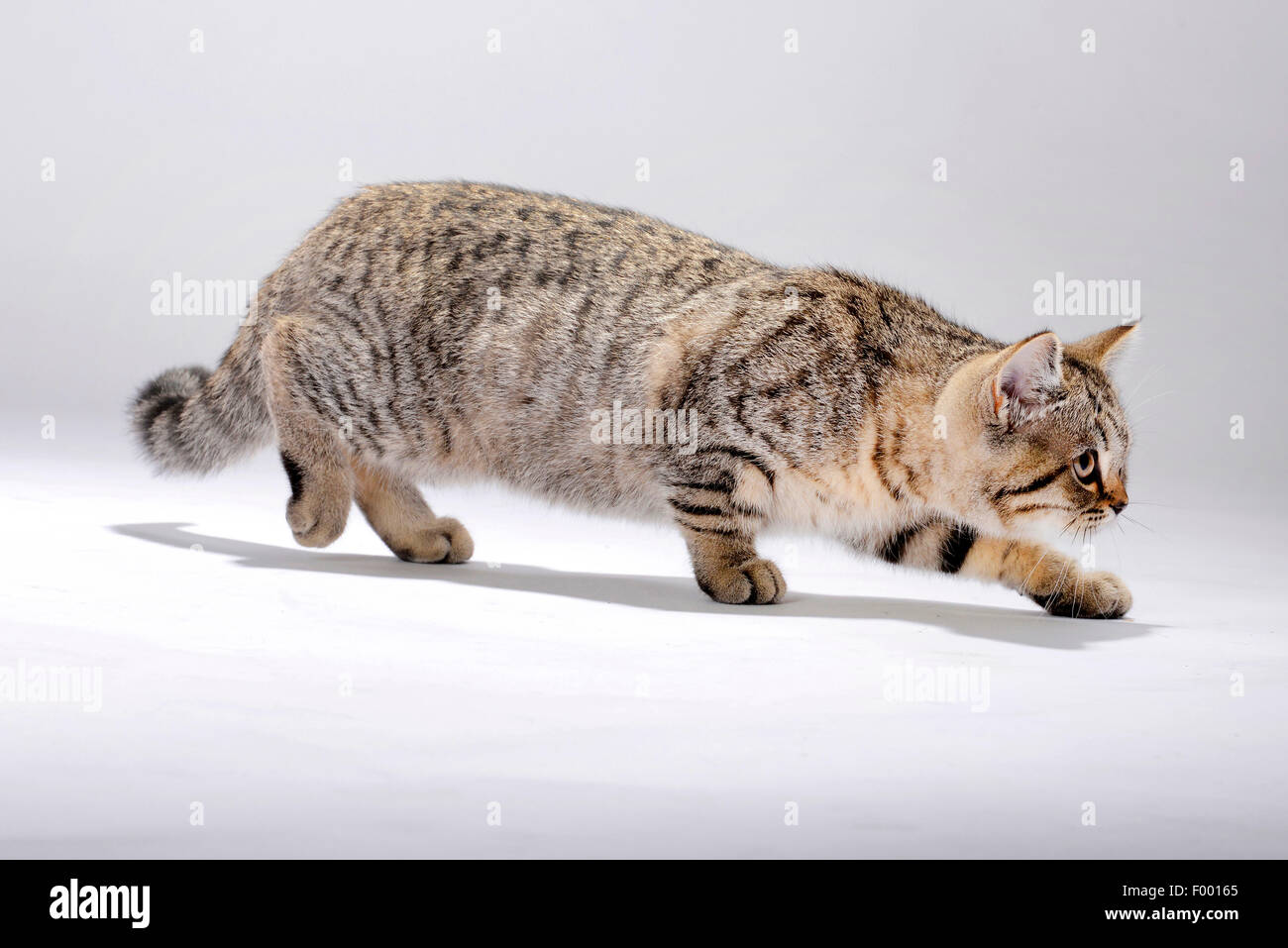 British Shorthair (Felis silvestris catus) f., petit chaton rayé, side view Banque D'Images