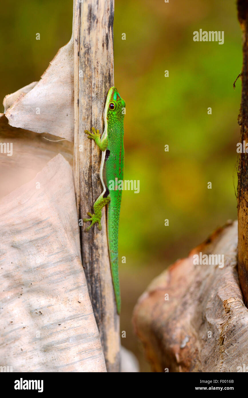 Jour bordée, Rayé Gecko gecko Phelsuma (jour dorsivittata, Phelsuma lineata), sur l'herbe flétrie, Madagascar, Diana , Montagne d┤Ambre National Park Banque D'Images