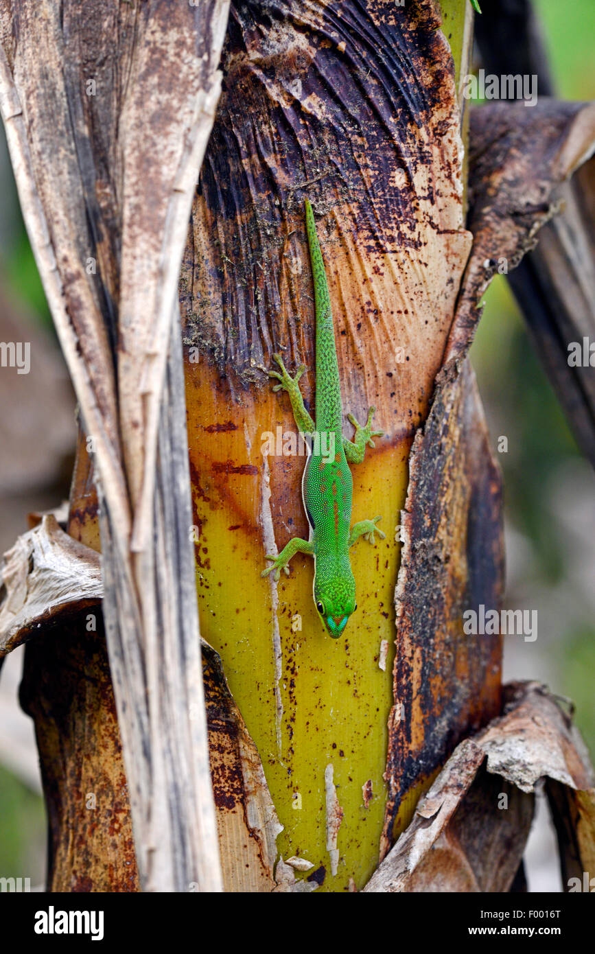 Jour bordée, Rayé Gecko gecko Phelsuma (jour dorsivittata, Phelsuma lineata), tête première sur un tronc de palmier, Madagascar, Diana , Montagne d┤Ambre National Park Banque D'Images