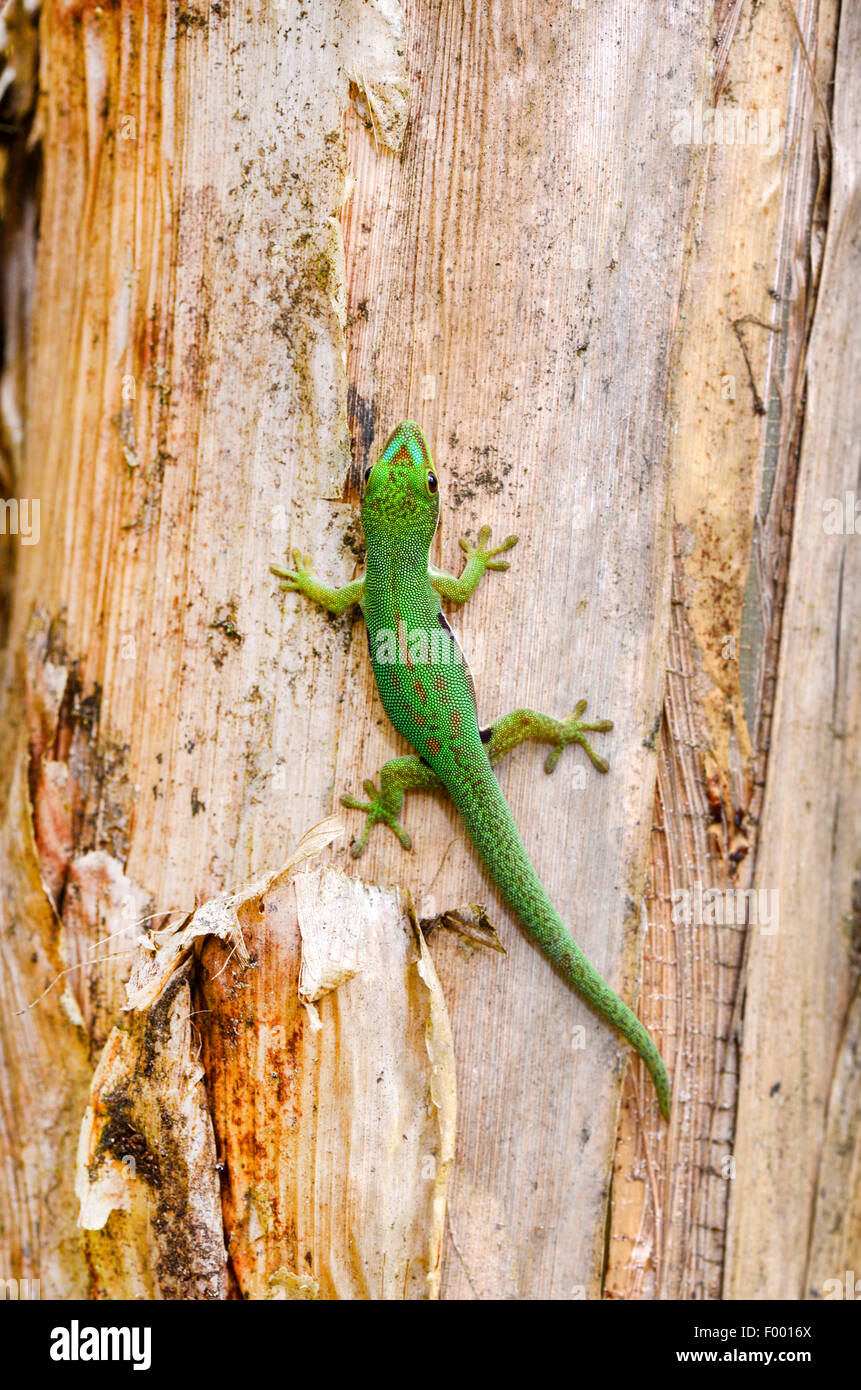 Jour bordée, Rayé Gecko gecko Phelsuma (jour dorsivittata, Phelsuma lineata), sur un tronc de palmier, Madagascar, Diana , Montagne d┤Ambre National Park Banque D'Images