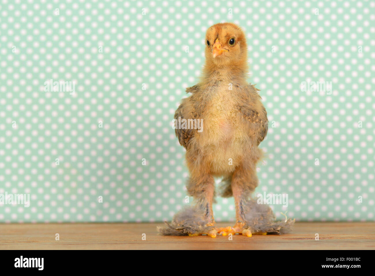 Brahma, Brahma poulets (Gallus gallus f. domestica), seize jours poulet avant de tissu en pointillés Banque D'Images