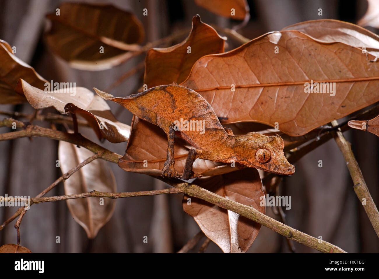 Spearpoint leaf-tail gecko (Uroplatus ebenaui), parfaitement camouflés, Madagascar, Nosy Be, Lokobe Reserva Banque D'Images