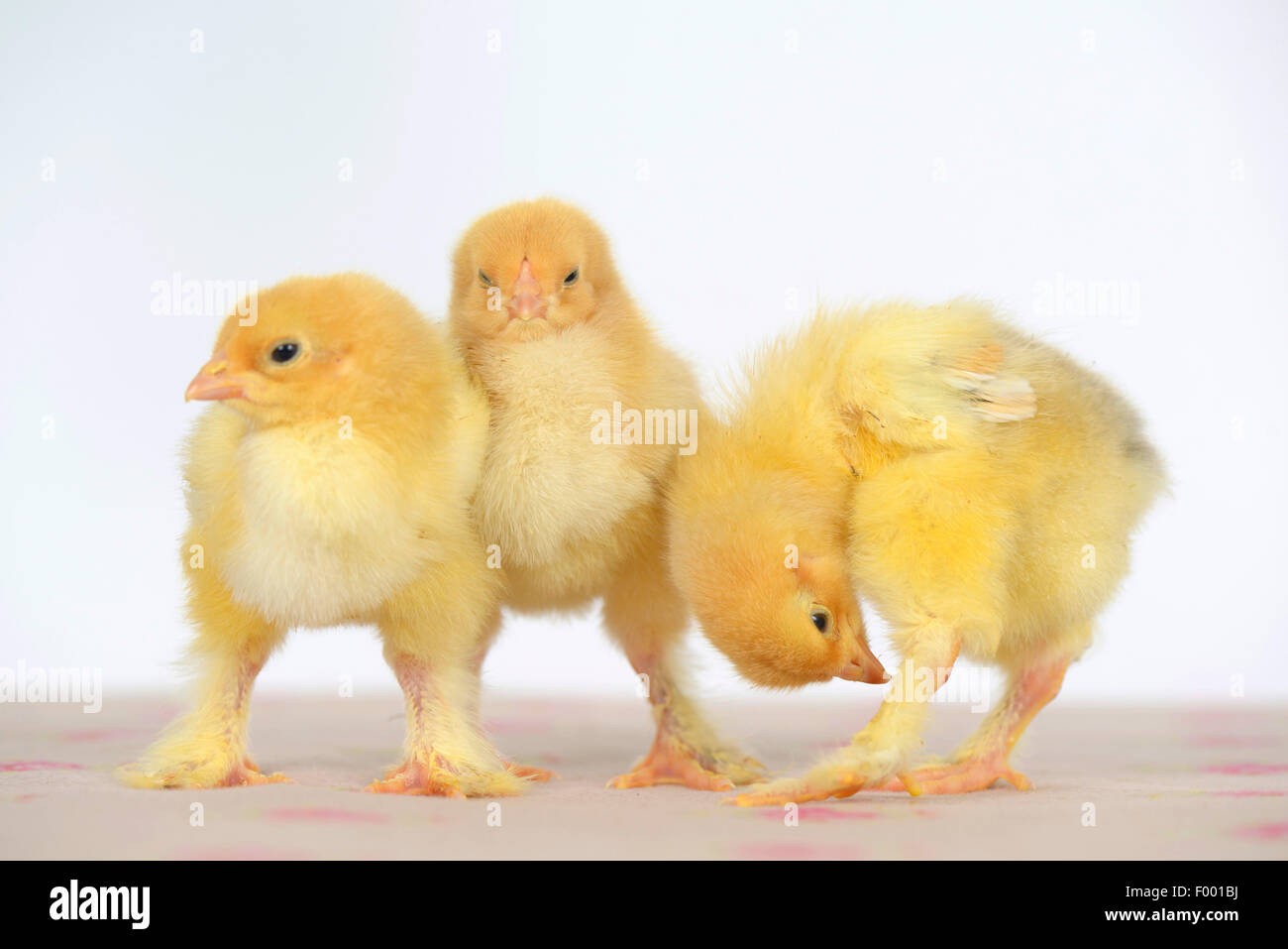 Brahma, Brahma poulets (Gallus gallus f. domestica), trois poulets Brahma mignon ensemble permanent et de toilettage Banque D'Images