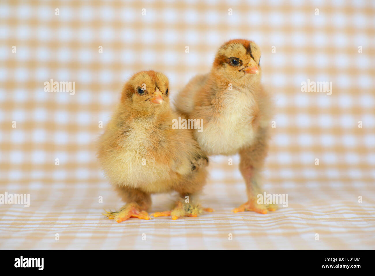 Brahma, Brahma poulets (Gallus gallus f. domestica), 12 jours d'âge poussins Brahma Banque D'Images