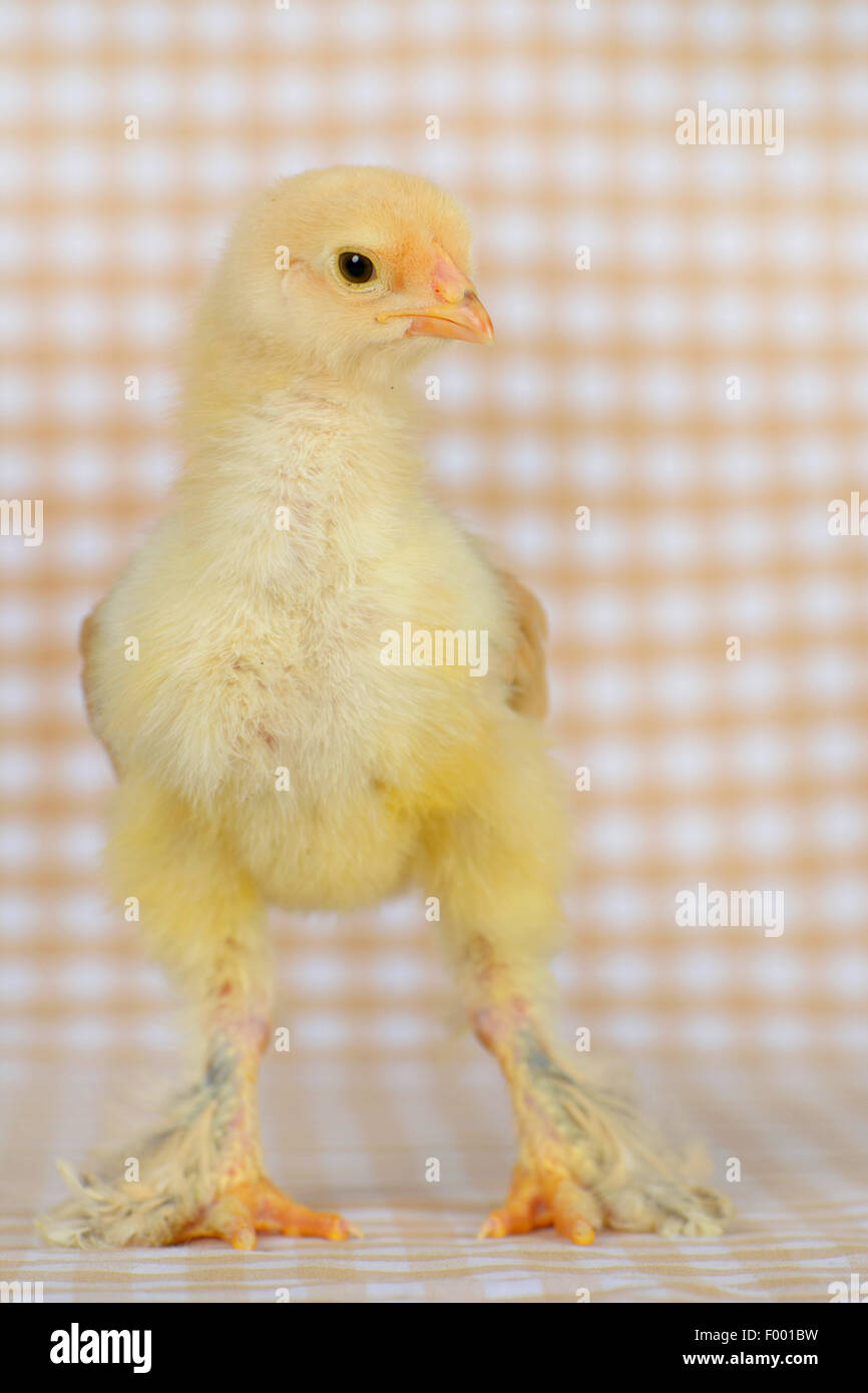 Brahma, Brahma poulets (Gallus gallus f. domestica), seize jours poulet sur tissu à carreaux Banque D'Images
