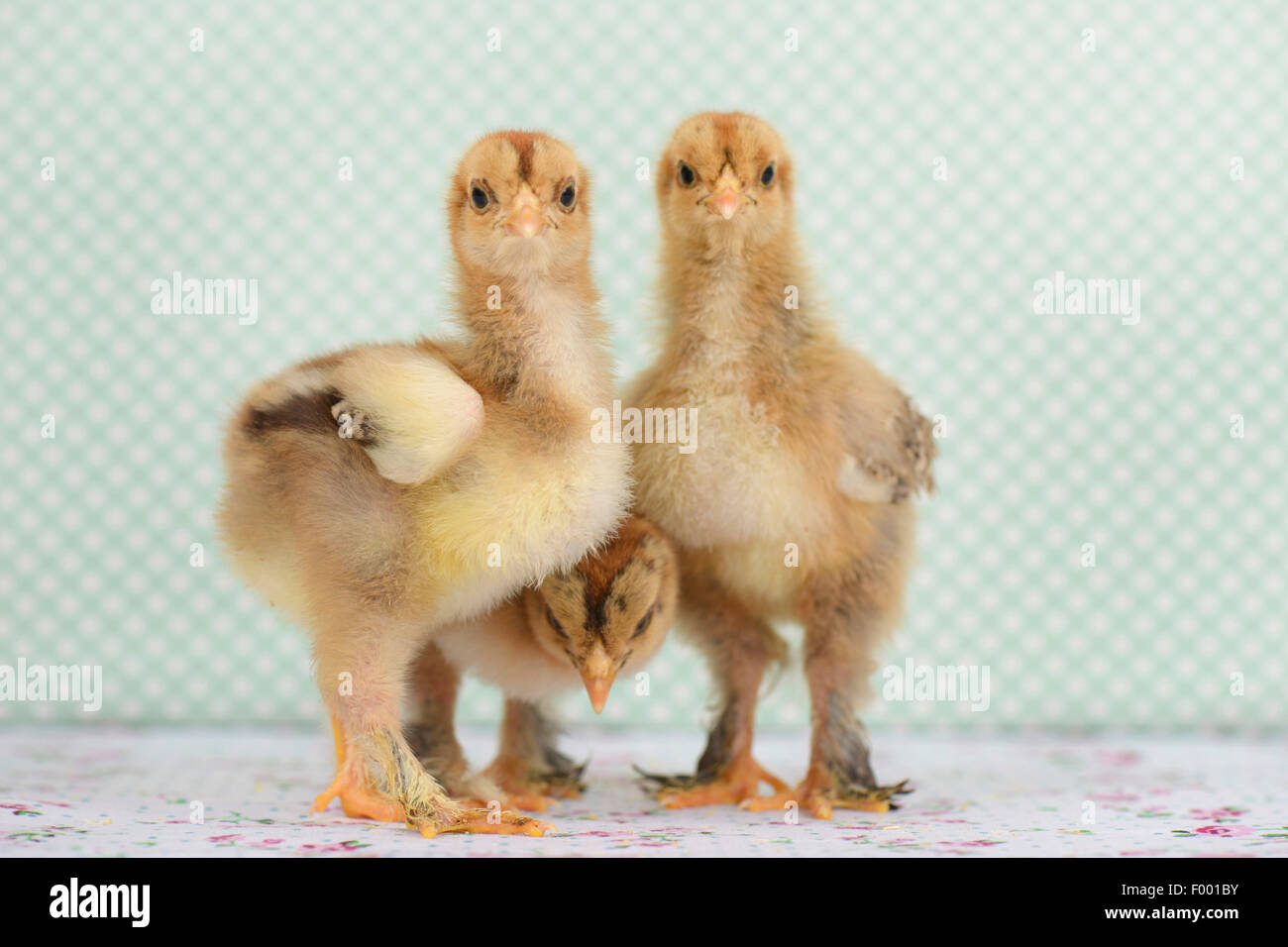 Brahma, Brahma poulets (Gallus gallus f. domestica), 16 jours d'âge poussins Brahma Banque D'Images