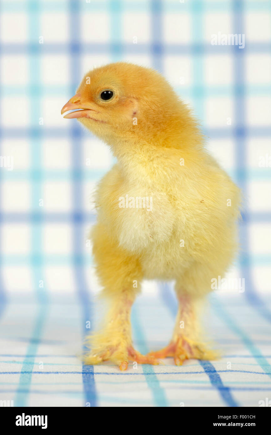 Brahma, Brahma poulets (Gallus gallus f. domestica), douze jours poulet sur tissu à carreaux Banque D'Images