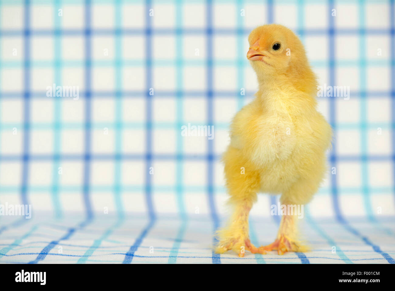 Brahma, Brahma poulets (Gallus gallus f. domestica), douze jours poulet sur tissu à carreaux Banque D'Images