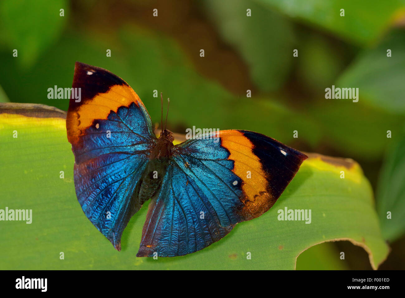 Oakleaf Orange, feuille morte (Kallima inachus), sur une feuille Banque D'Images