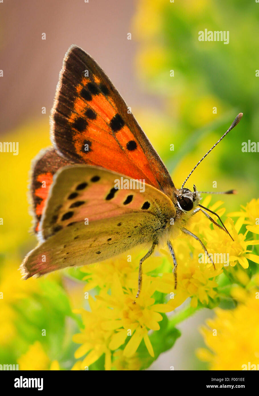 Nectar De Succion Des Fleurs Banque d'image et photos Alamy — free download