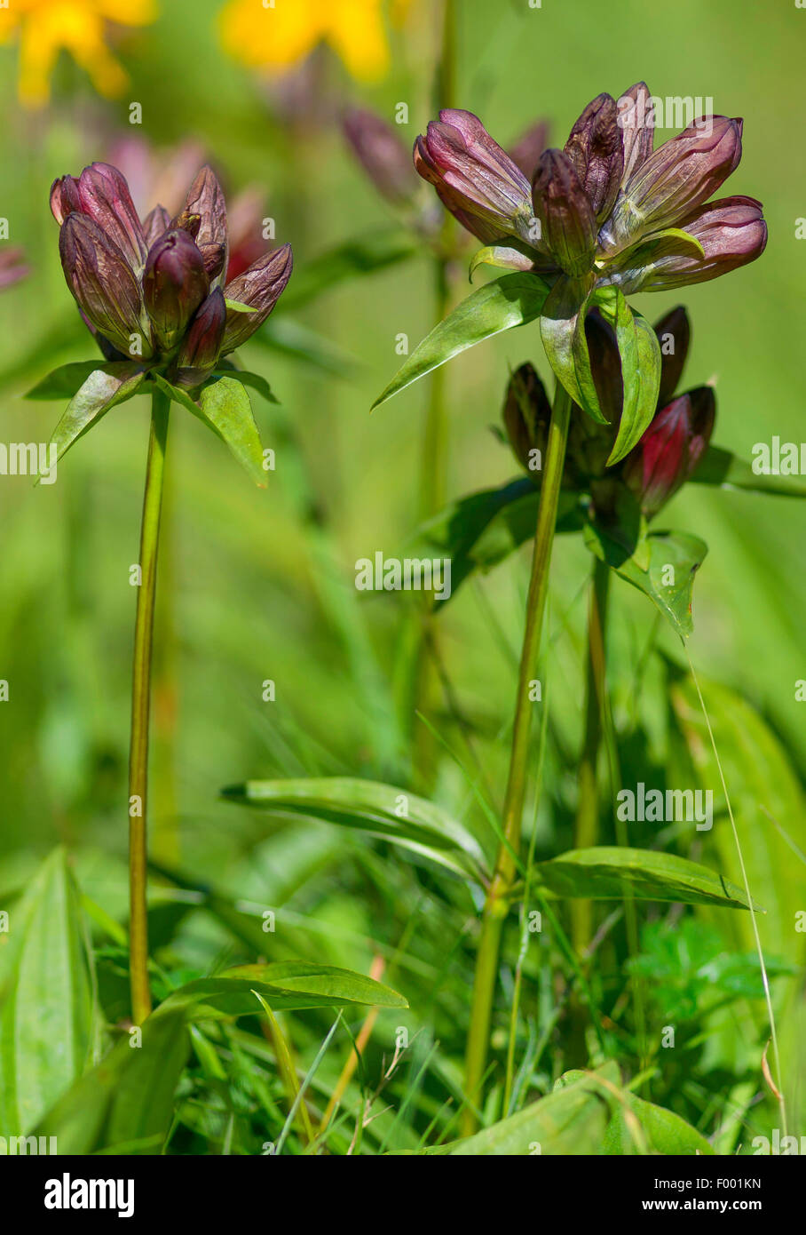 Gentiane pannonienne Hongroise, gentiane, gentiane (Gentiana pannonica marron), la floraison, l'Autriche, le Tyrol, Lechtaler Alpen Banque D'Images