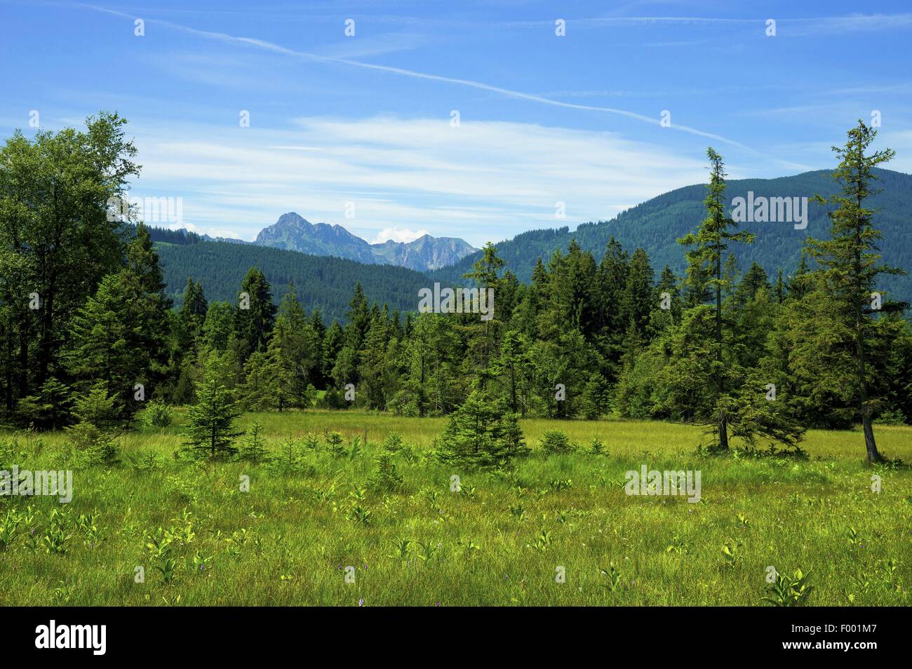 Moor des Alpes, Allemagne, Bavière, Oberbayern, Haute-Bavière Banque D'Images