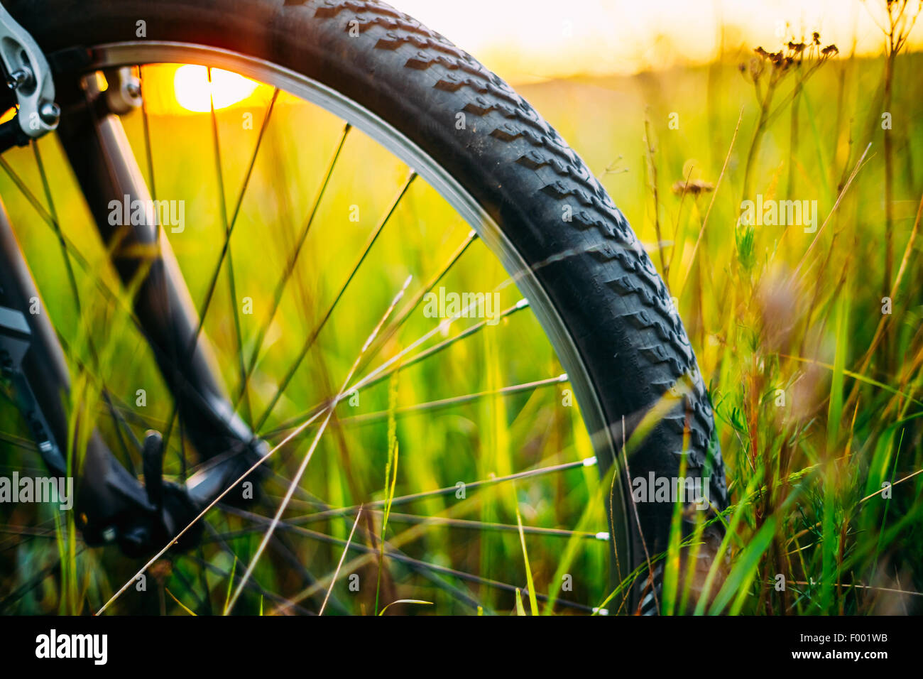 Roue de vélo à l'été Green Grass Meadow Field. Close Up Detail Banque D'Images
