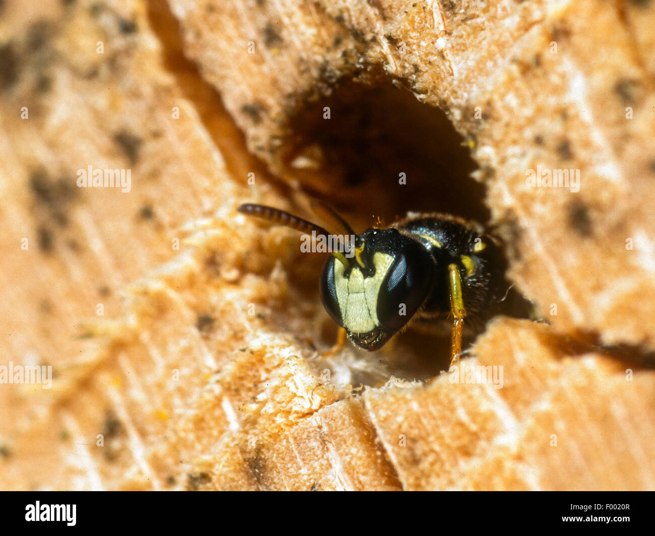 À face jaune abeille (Hylaeus sinuatus), homme au nid, Allemagne Banque D'Images