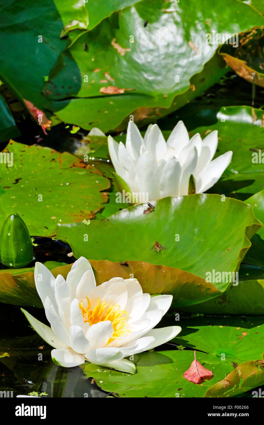 White Water-lily, nénuphar blanc (Nymphaea alba), la floraison, Allemagne Banque D'Images