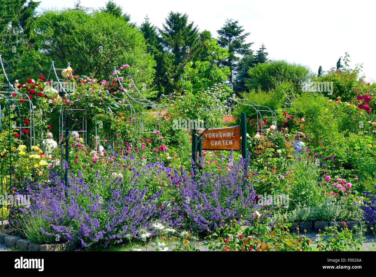 Jardin de roses, organiser comme un vieux jardin anglais Yorkshire , Allemagne Banque D'Images
