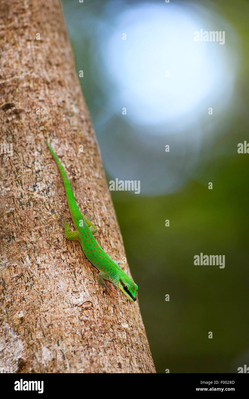 Seipp's day gecko (Phelsuma seippi), est assis sur un tronc d'arbre, tête première, Madagascar, Nosy Be, Lokobe Reserva Banque D'Images