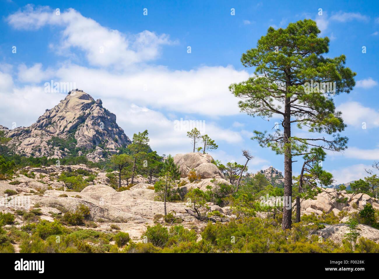 Nature de l'île de Corse, paysage de montagne avec pine tree sous blue cloudy sky Banque D'Images