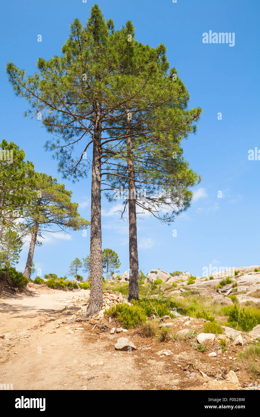 Nature de l'île de Corse, paysage de montagnes de pins poussant sur rock Banque D'Images