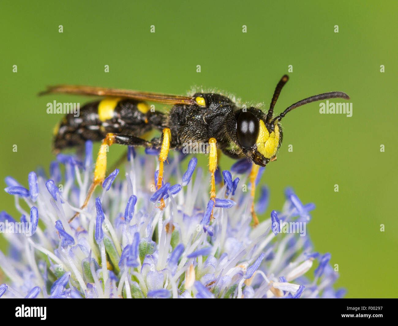 Queue ornée Digger Wasp (Cerceris rybyensis), homme qui se nourrissent de Eryngo (Eryngium planum), Allemagne Banque D'Images