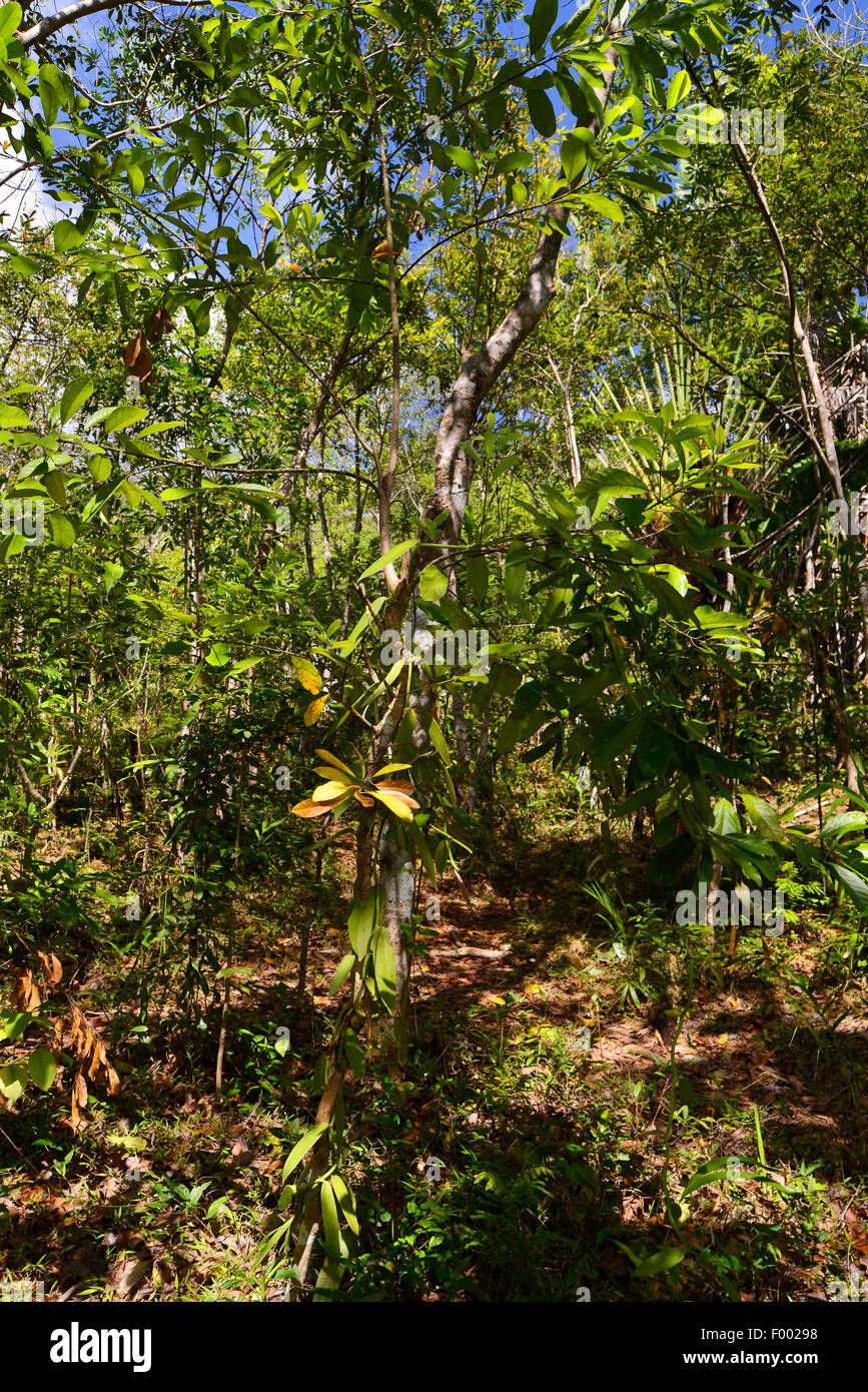 La vanille (Vanilla planifolia), entwining vanille, Madagascar, Nosy Be, Lokobe Reserva Banque D'Images