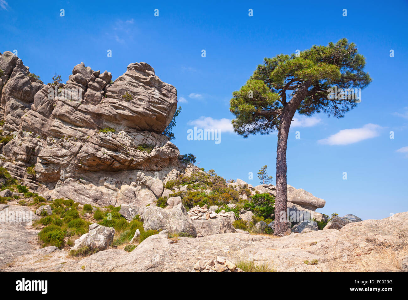 Nature de l'île de Corse, paysage de montagne avec pine tree growing on rock Banque D'Images