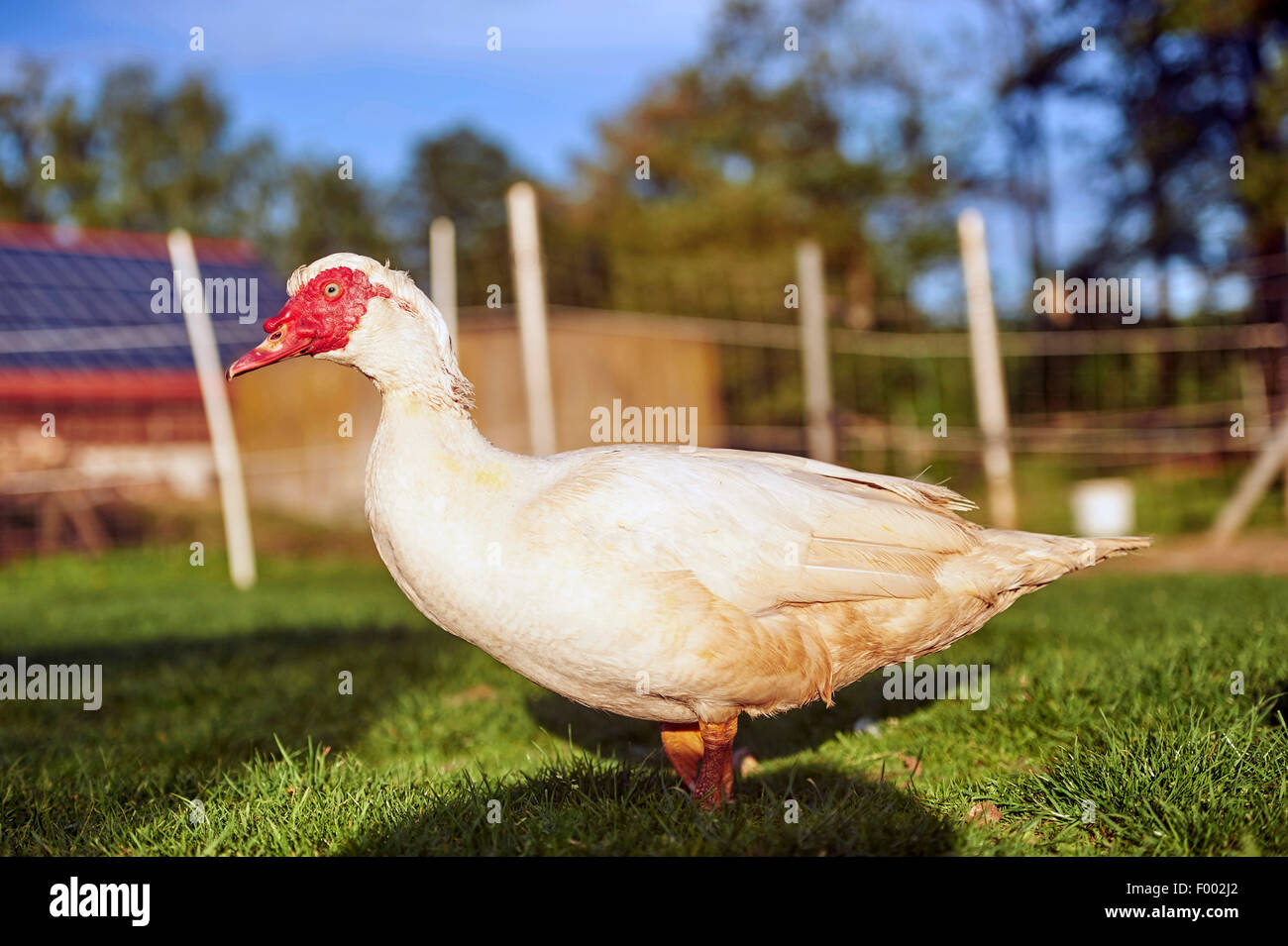 Le canard de Barbarie (Cairina moschata), sur un pâturage, Allemagne Banque D'Images