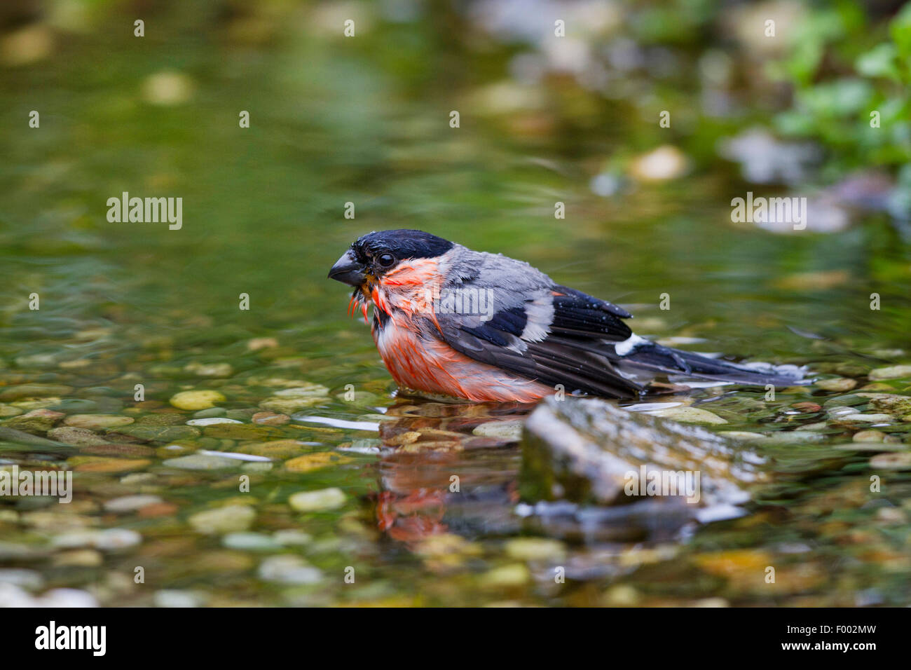 Colvert, Canard colvert, le nord du bouvreuil (Pyrrhula pyrrhula), baignade, homme, Allemagne, Mecklembourg-Poméranie-Occidentale Banque D'Images