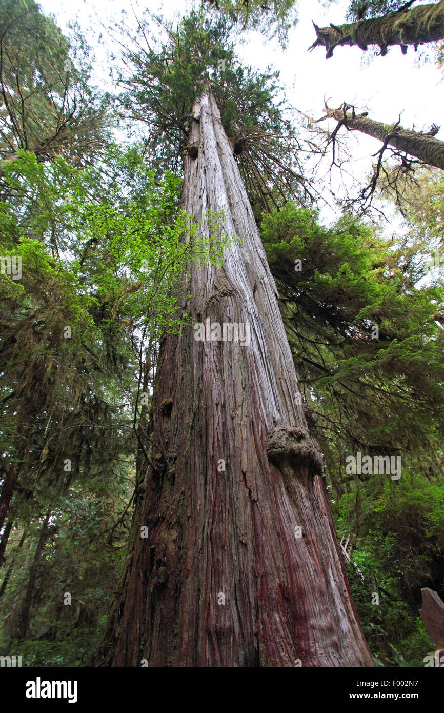 Sapin de Douglas (Pseudotsuga menziesii), la tige d'un vieux pin Douglas, le Canada, l'île de Vancouver, Rainforest Trail, Ucluelet Banque D'Images