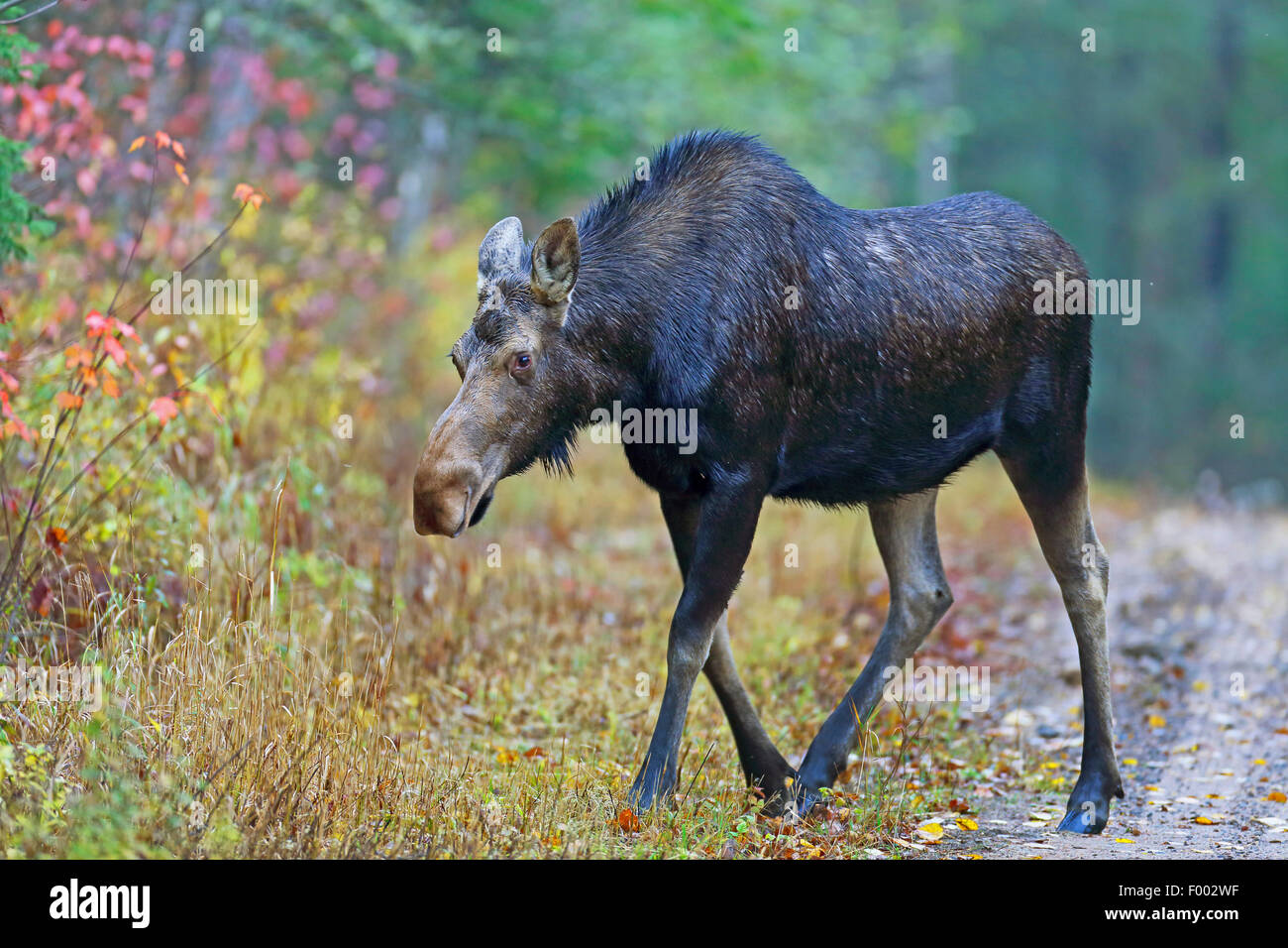 L'orignal canadien, nord-ouest de l'orignal, dans l'ouest de l'orignal (Alces alces andersoni, alces andersoni), les promenades au bord du bois, le Canada, l'Ontario, le parc provincial Algonquin Banque D'Images