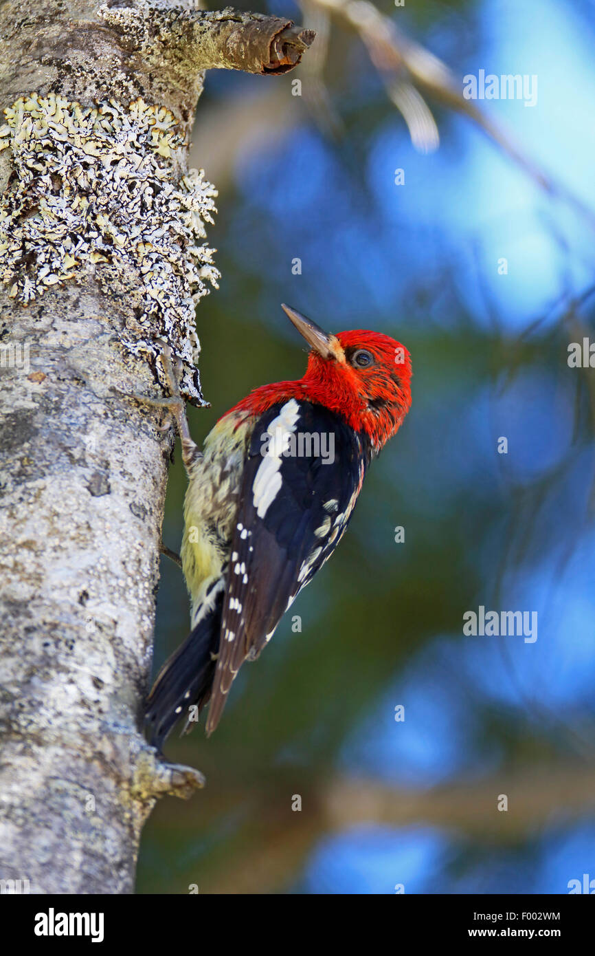 Ã poitrine rouge (Sphyrapicus ruber), monte un tronc d'arbre, Canada, Colombie-Britannique, Vancouver Banque D'Images