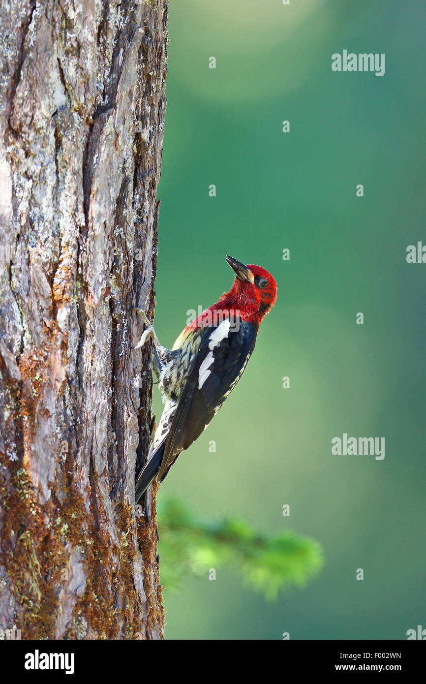 Ã poitrine rouge (Sphyrapicus ruber), monte un tronc d'arbre, Canada, Colombie-Britannique, Vancouver Banque D'Images