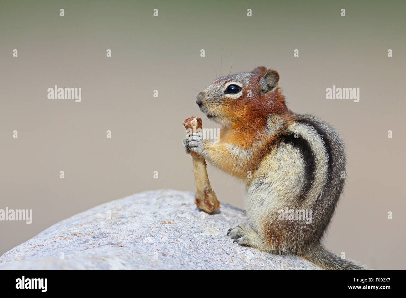Le spermophile à mante dorée (Spermophilus lateralis, Citellus lateralis, Callospermophilus lateralis), est assis sur un rocher et se nourrit d'un os, Canada, Banff National Park Banque D'Images