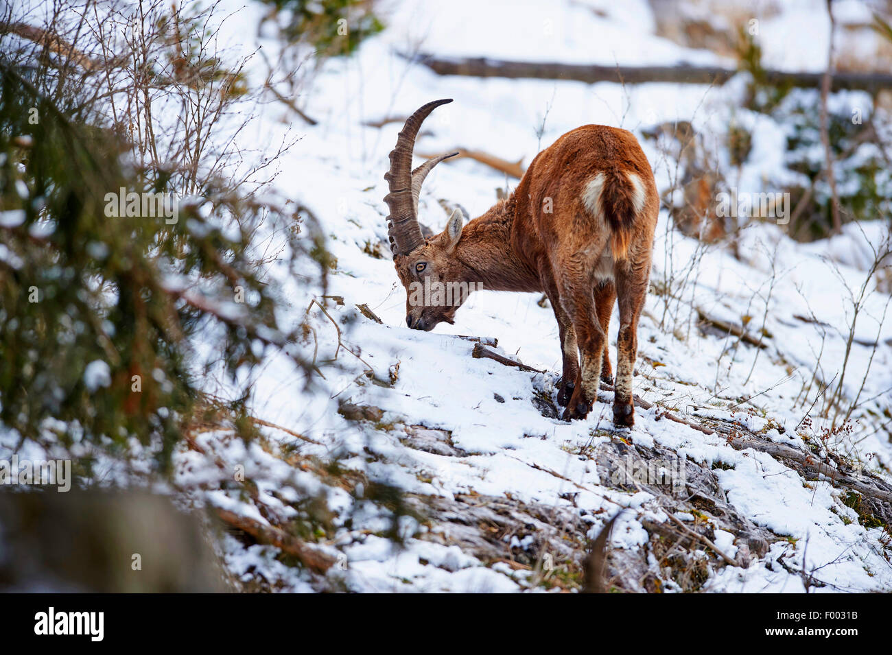 Bouquetin des Alpes (Capra ibex, Capra ibex ibex), sur l'alimentation dans la neige, l'Autriche, Styrie Banque D'Images