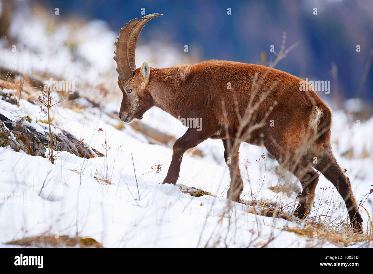 Bouquetin des Alpes (Capra ibex, Capra ibex ibex), sur l'alimentation dans la neige, l'Autriche, Styrie Banque D'Images